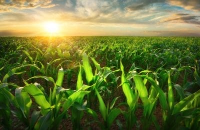 iStock-2162981379
